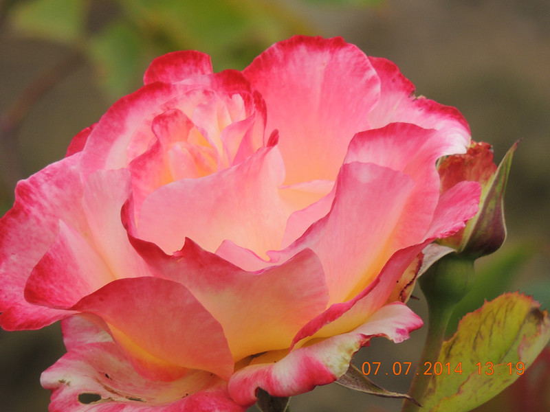 flowers 2014 1505_.jpg