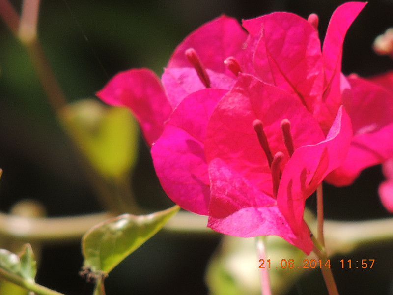 flowers 2014 1276_.jpg