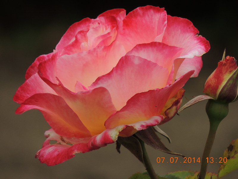 flowers 2014 1513_.jpg