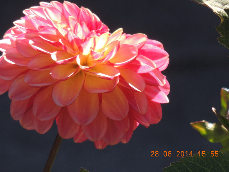 flowers 2014 1395_.jpg