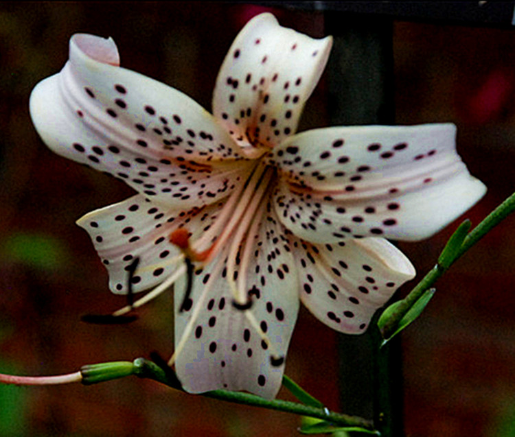 DSC_0188_.jpg