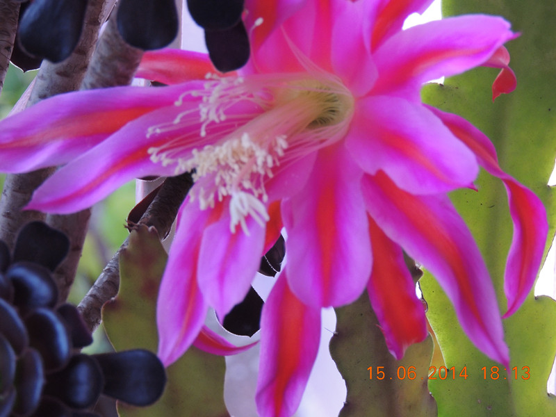flowers 2014 1173_.jpg