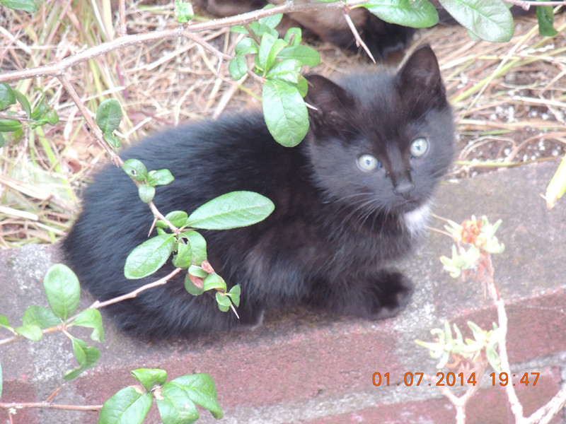 cats 061_.jpg