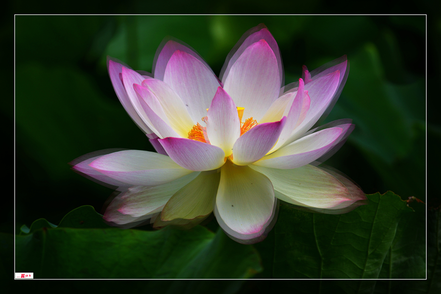 DSC_8313 ����_����_����_����.jpg