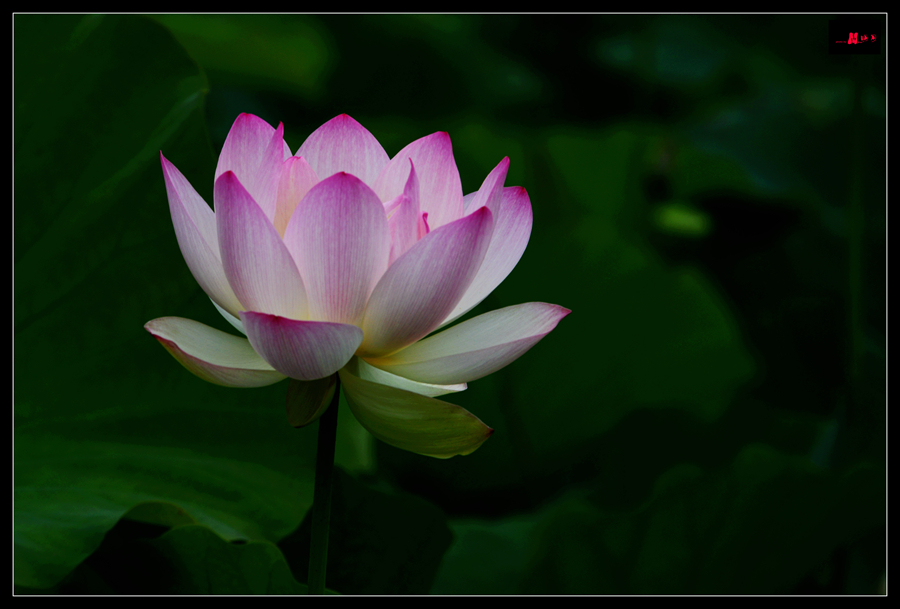 DSC_8157___.jpg