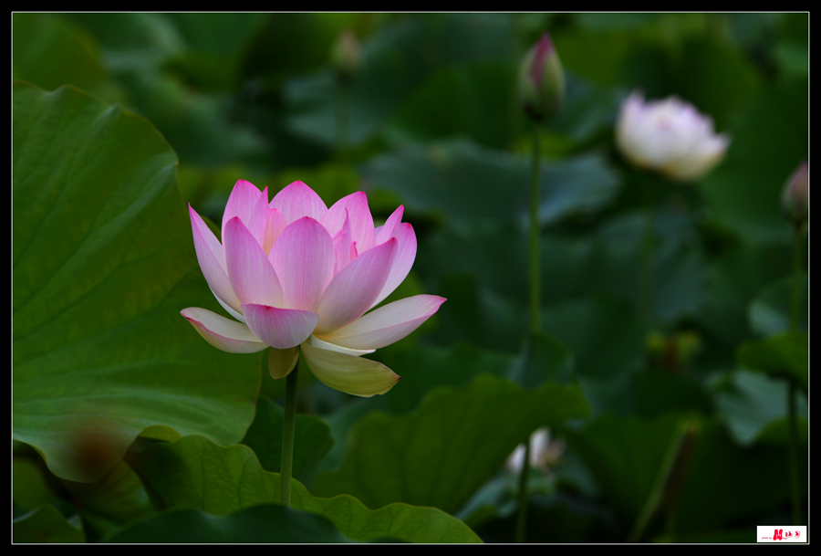 DSC_8132__.jpg