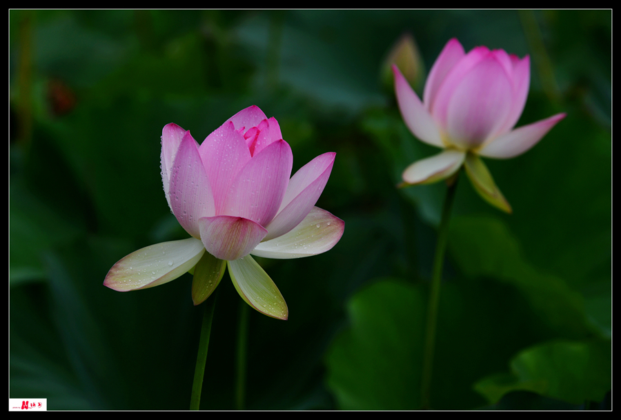 DSC_8145___.jpg