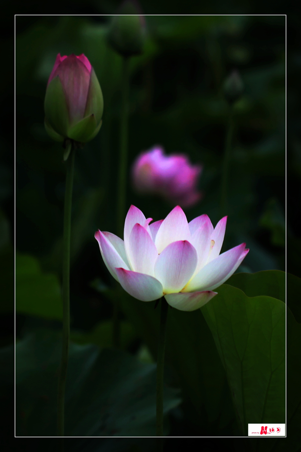 IMG_8396__.jpg