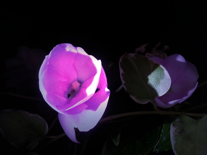 20120107_055730.jpg