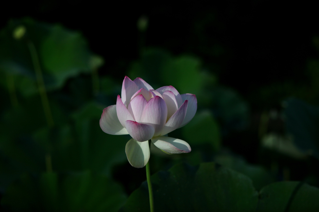 IMG_0068cc.jpg