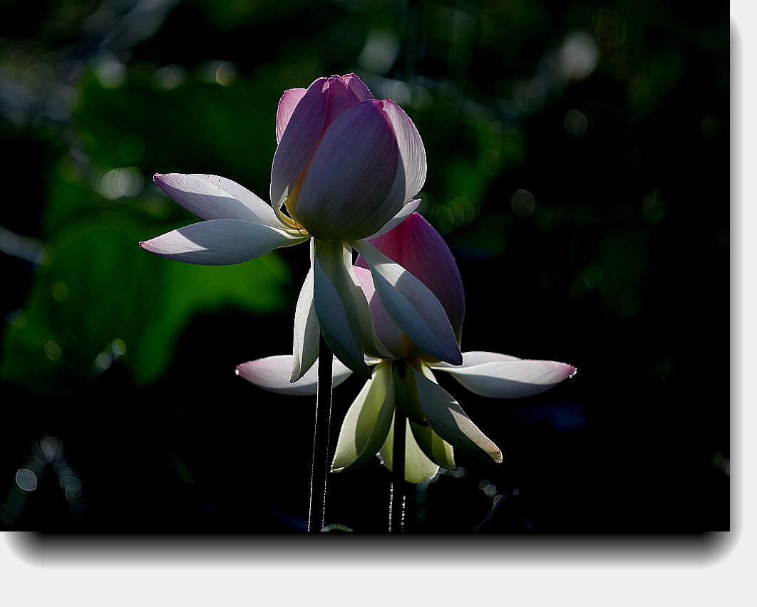 2_3333_7927b6c6d700c7a_.jpg