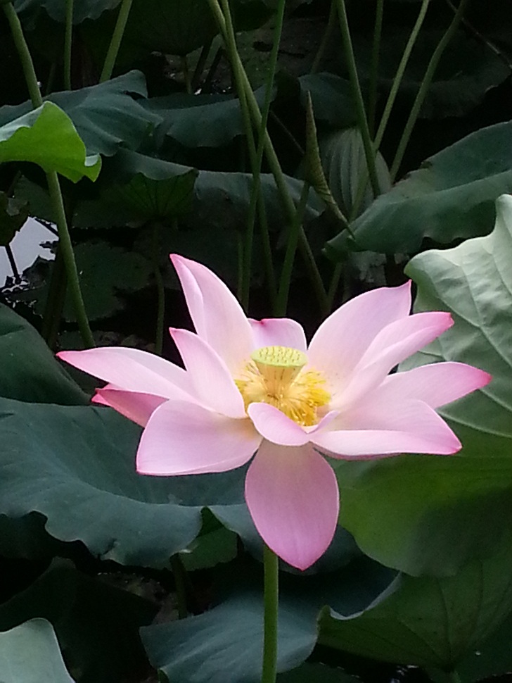 20140726_065423.jpg