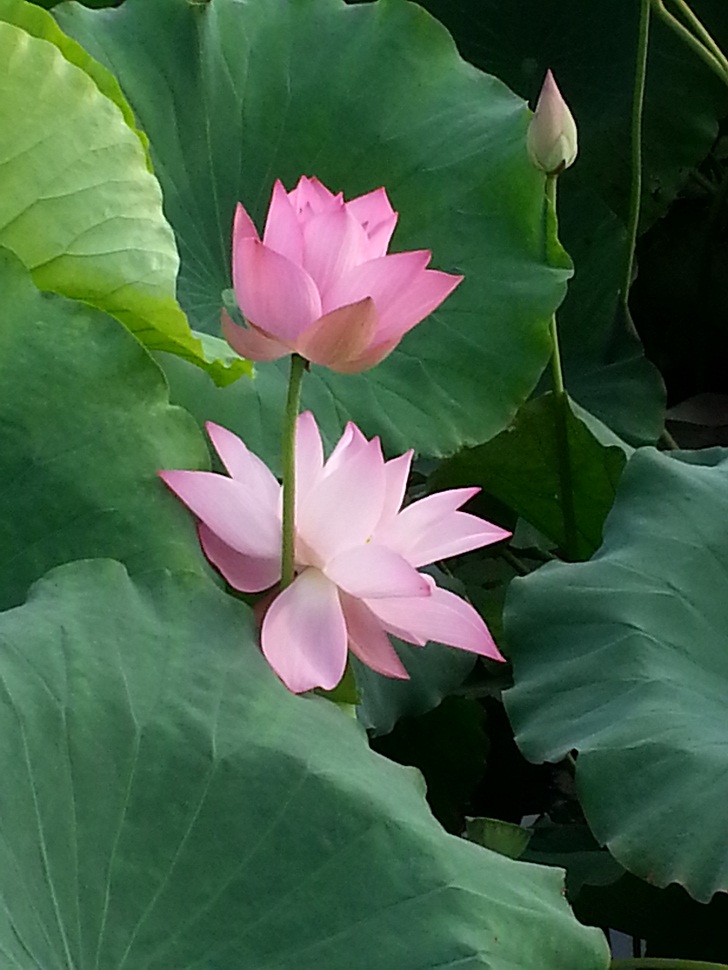 20140726_065641.jpg