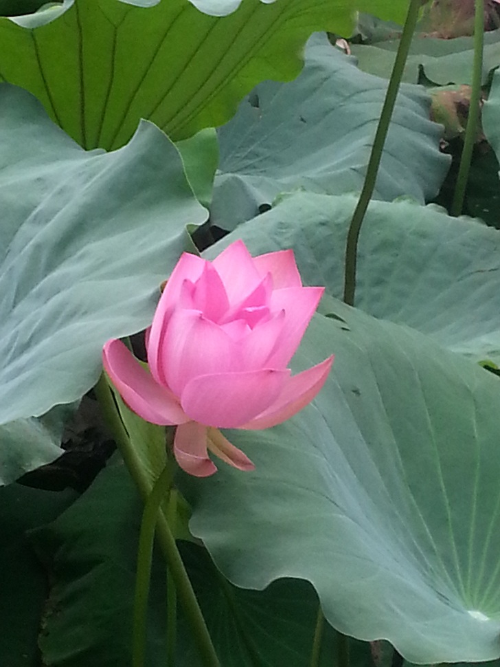 20140724_071905.jpg