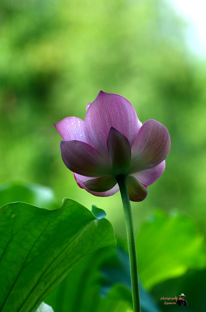 DSC_1627.jpg
