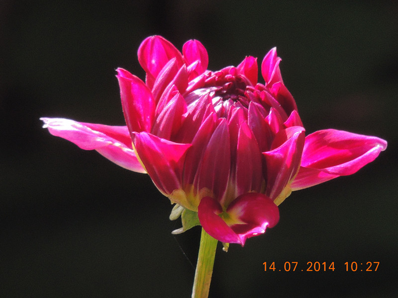 flowers 2014 1738_.jpg