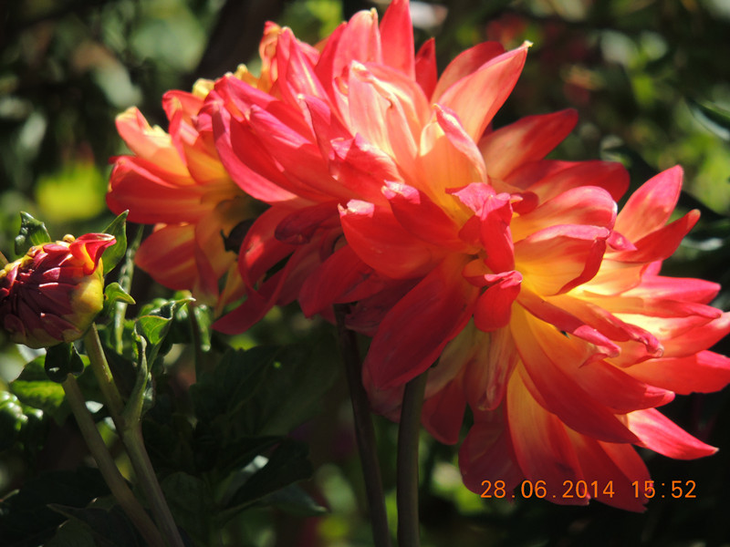 flowers 2014 1381_.jpg