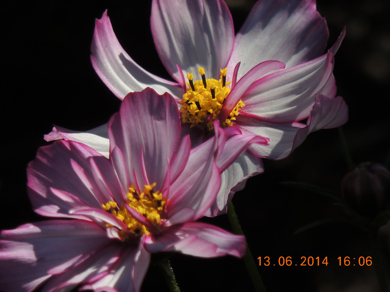 flowers 2014 1144_.jpg