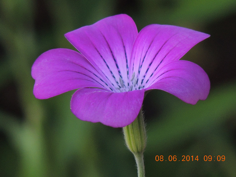 flowers 2014 1125_.jpg