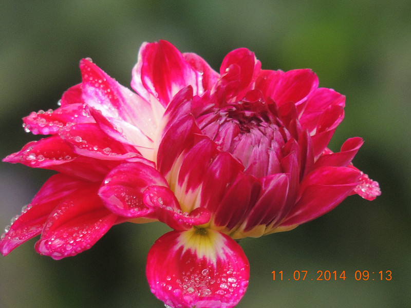 flowers 2014 1614_.jpg