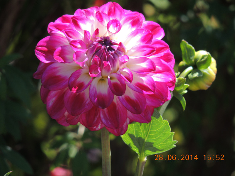 flowers 2014 1380_.jpg