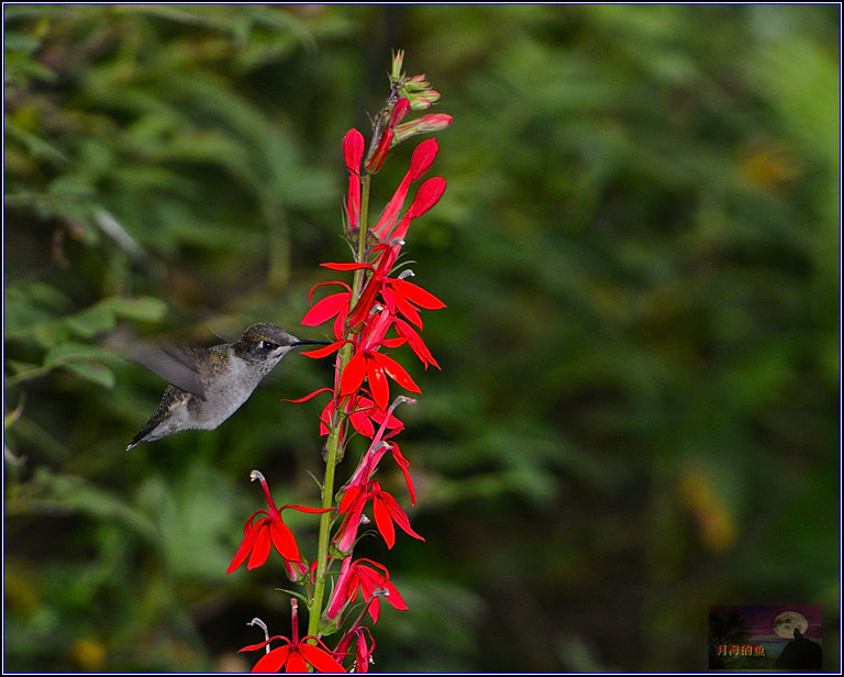 DSC_8486_.jpg