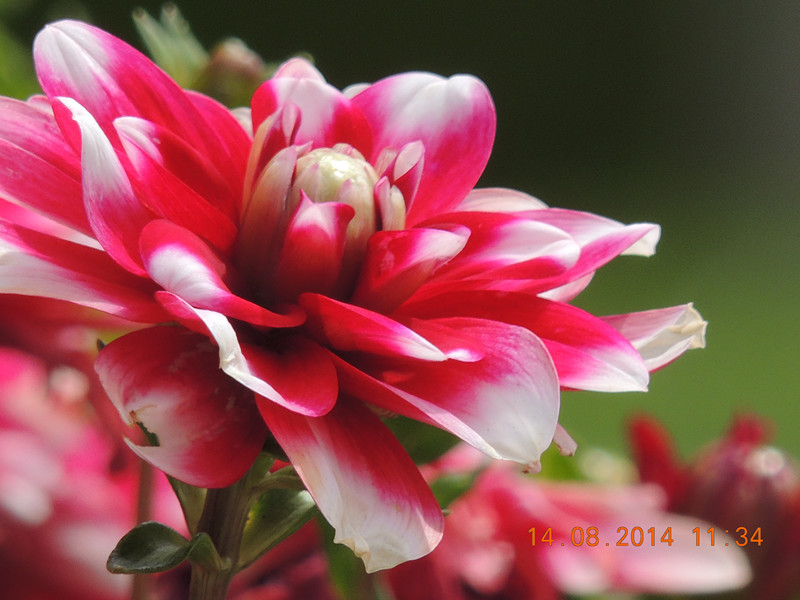 Flowers 2014 1964_.jpg