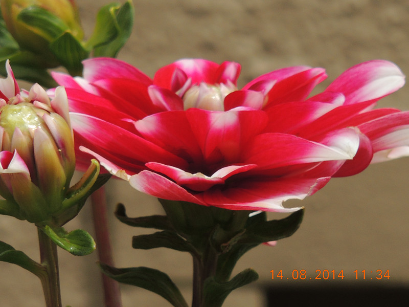 Flowers 2014 1963_.jpg