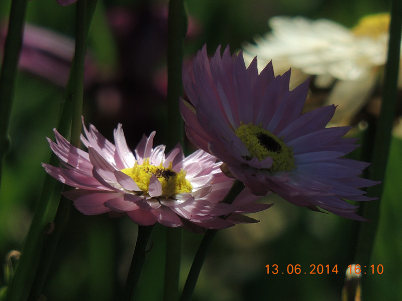 flowers 2014 1162_.jpg