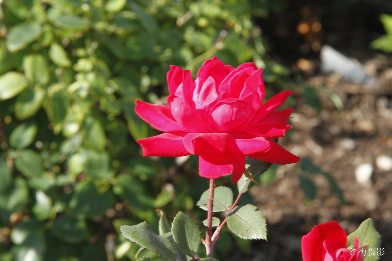 _MG_0062.JPG