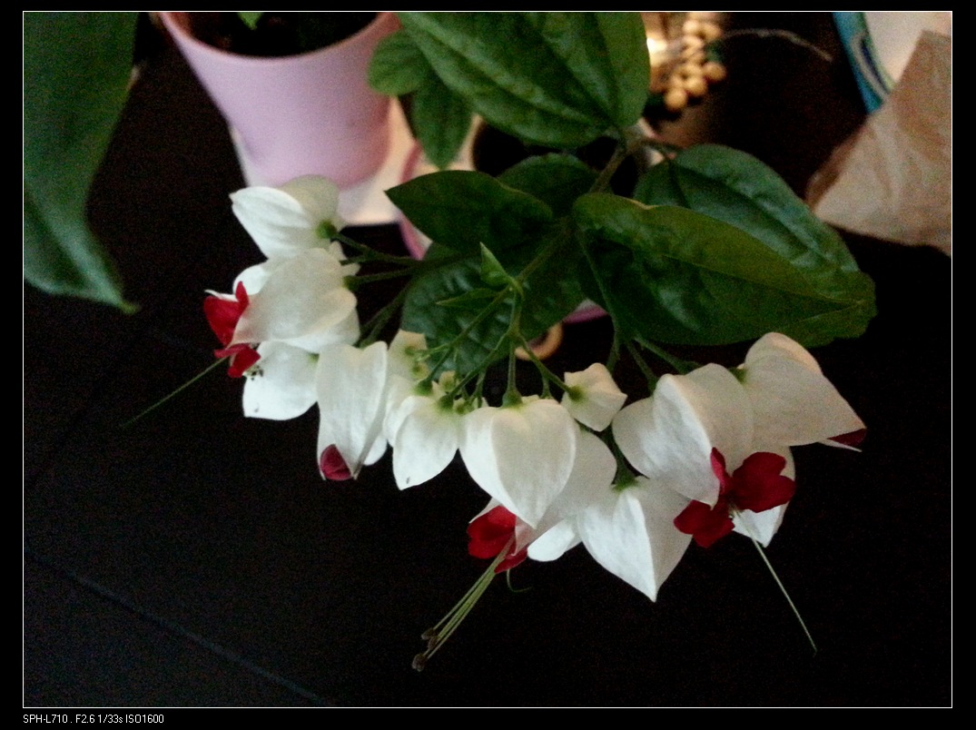 20140724_070304.jpg