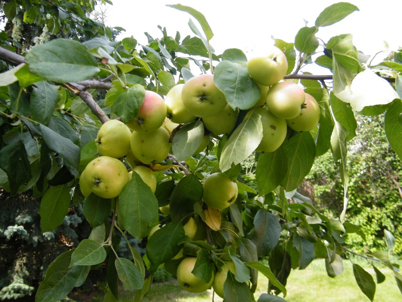 DSCF8551.JPG