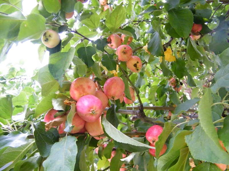 DSCF8549.JPG