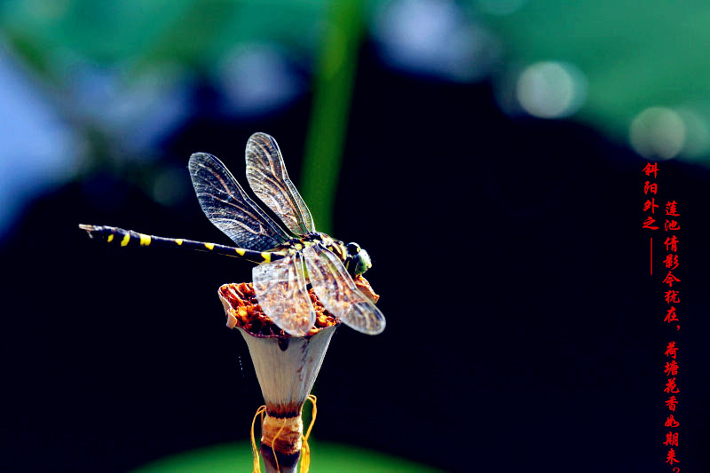 _MG_68032014--6-15_.jpg