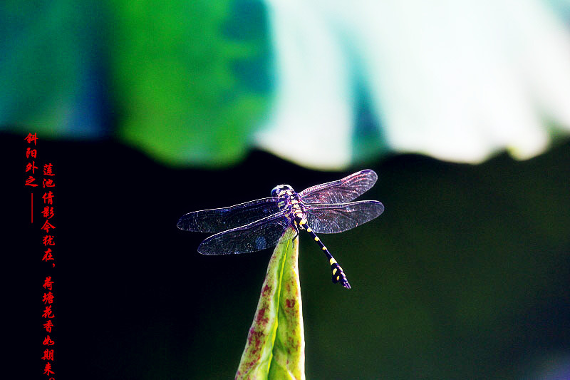 _MG_51432014--6-15_.jpg