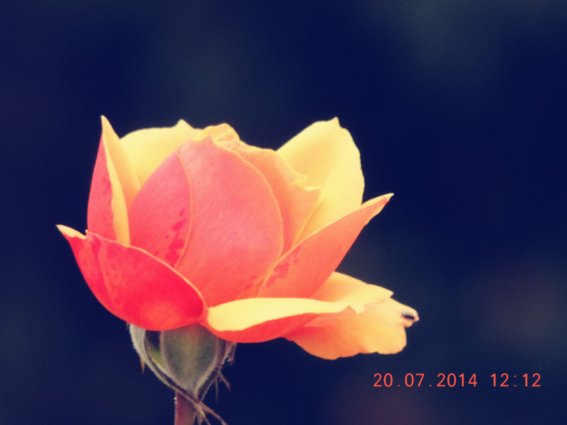 flowers 2014 1814_.jpg