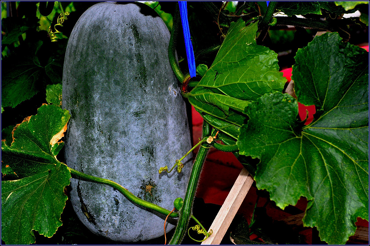 DSC_9039-2_.jpg