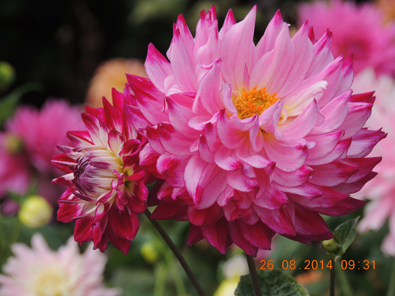 flowers 2014 2069_.jpg