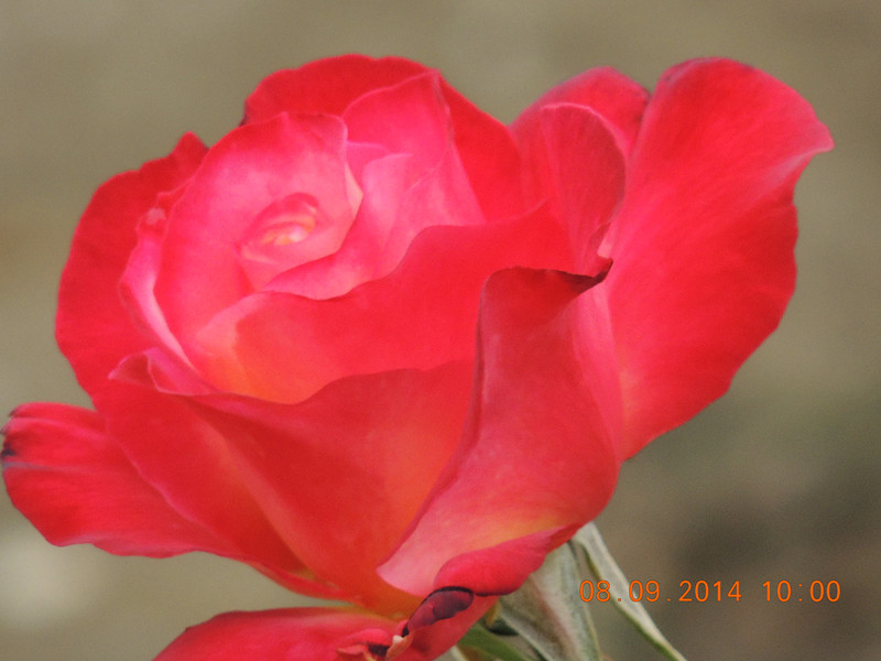 flowers 2014 2090_.jpg