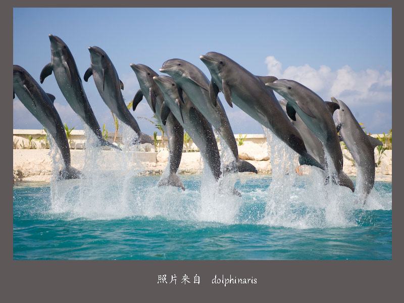 Dolphinaris-Cozumel-4=.jpg