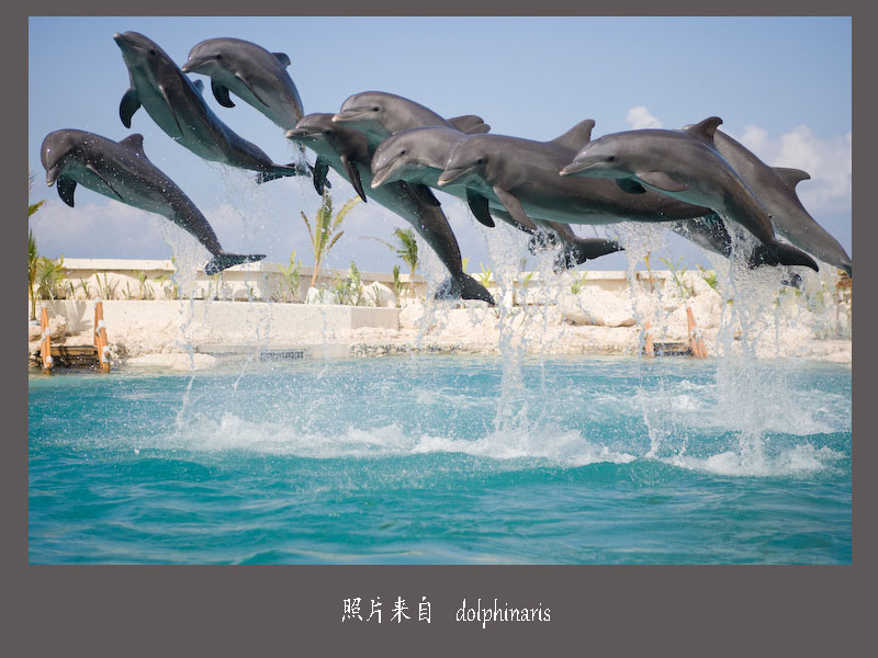 Dolphinaris-Cozumel 11=.jpg