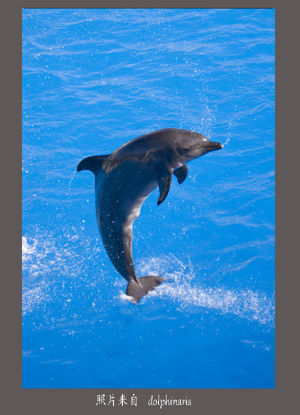 Dolphinaris-Cancun-5.jpg