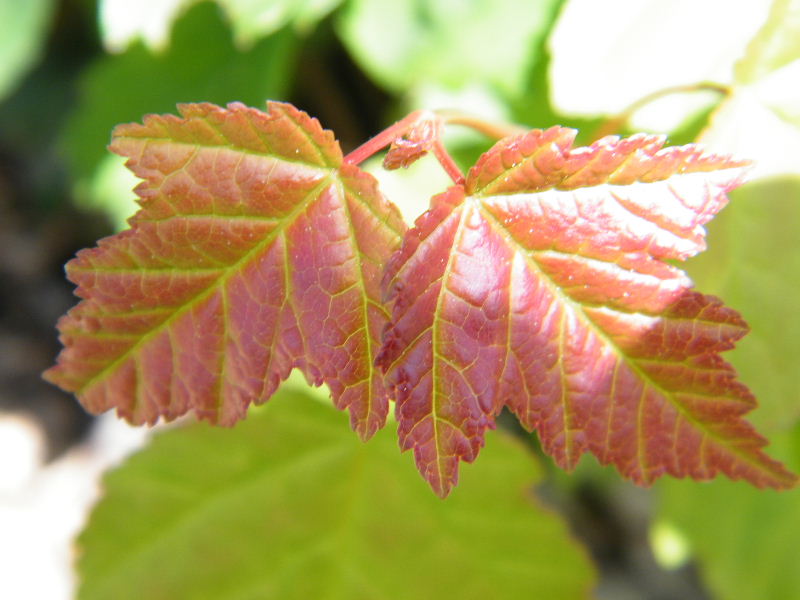 DSCF4793.JPG