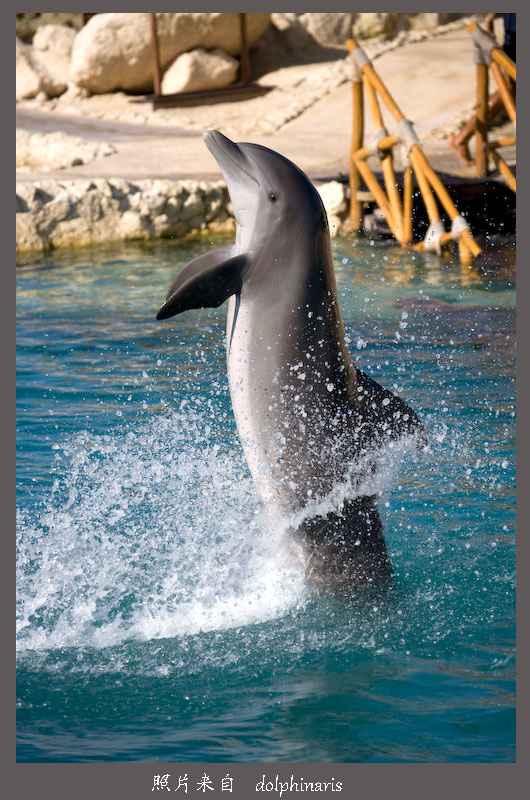 Dolphinaris-Cozumel-3=.jpg