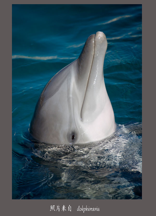 Dolphinaris-Cozumel-9=.jpg