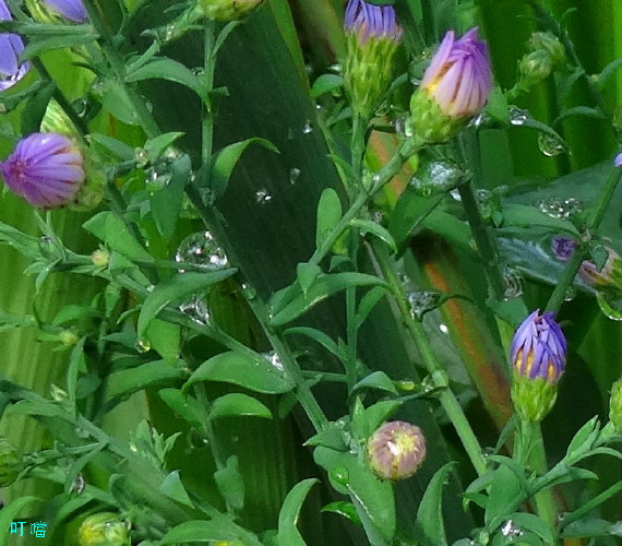 DSC03707aa_1.jpg
