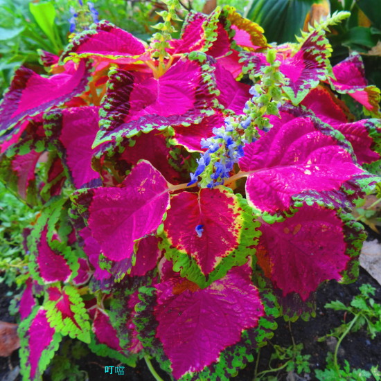 DSC03787b_1.jpg