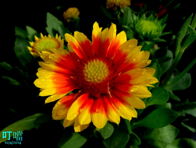 DSC03703a_1.jpg