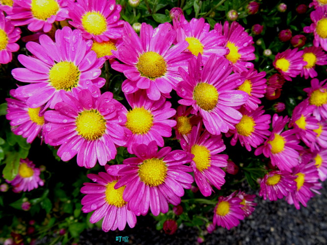 DSC03702a_1.jpg