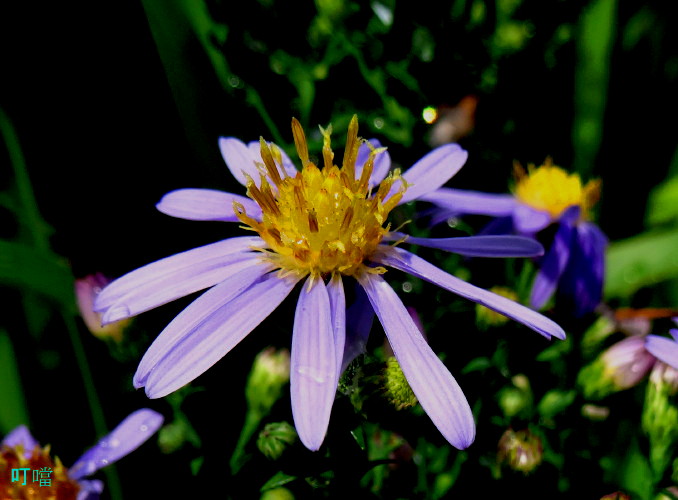DSC03709a_1.jpg